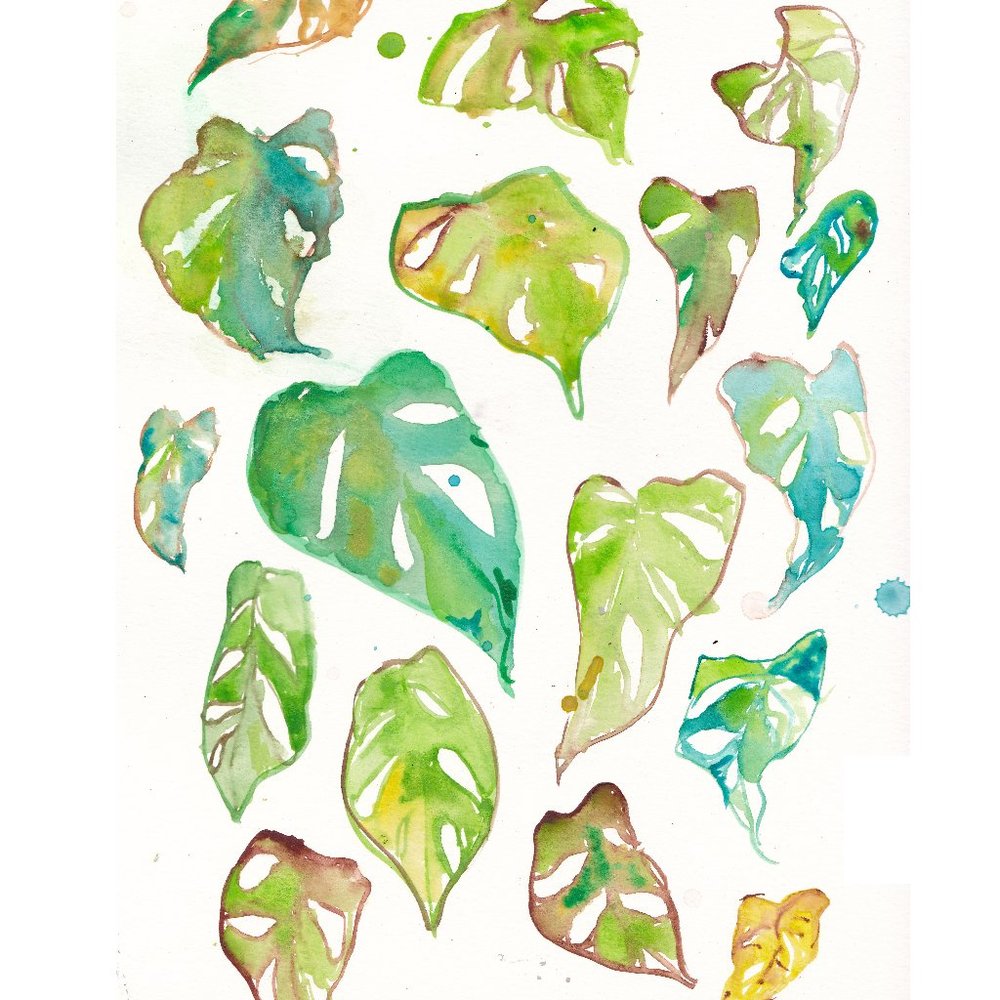 Swiss Cheese Plant Art Print